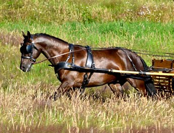 Knight Andalusian Horse