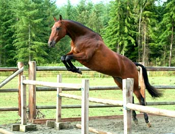 Slew Thoroughbred Horse